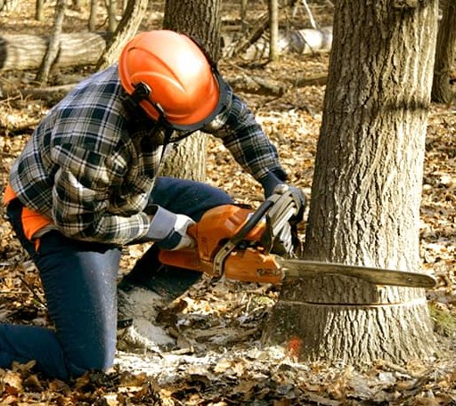 Tree Removal in Greene, RI